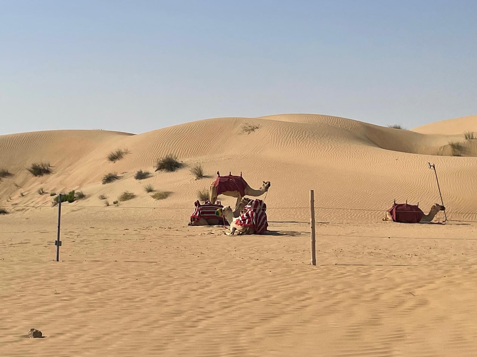 Camel